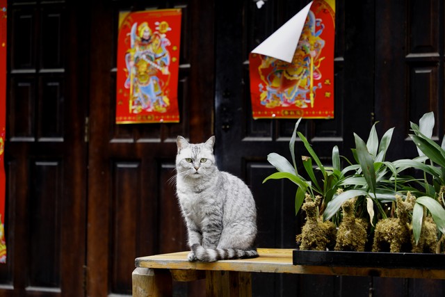 家里养什么宠物最招财聚财,家里养什么小宠物招财能带来好运