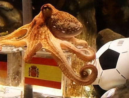 2010世界杯章鱼哥预言帝,2010年章鱼保罗预测世界杯