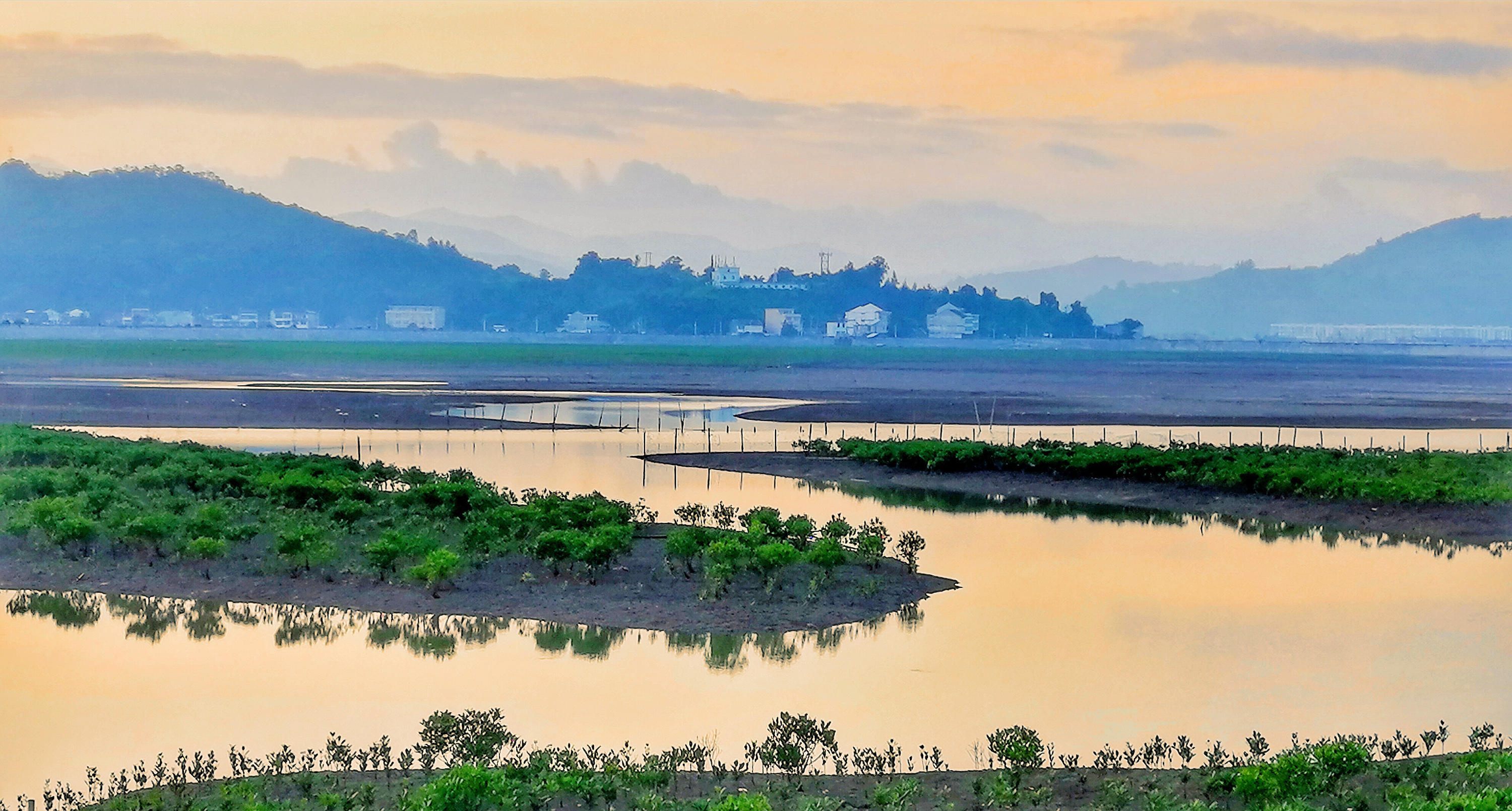 温度深一度|突围北纬28°！红树林生存实况调查
