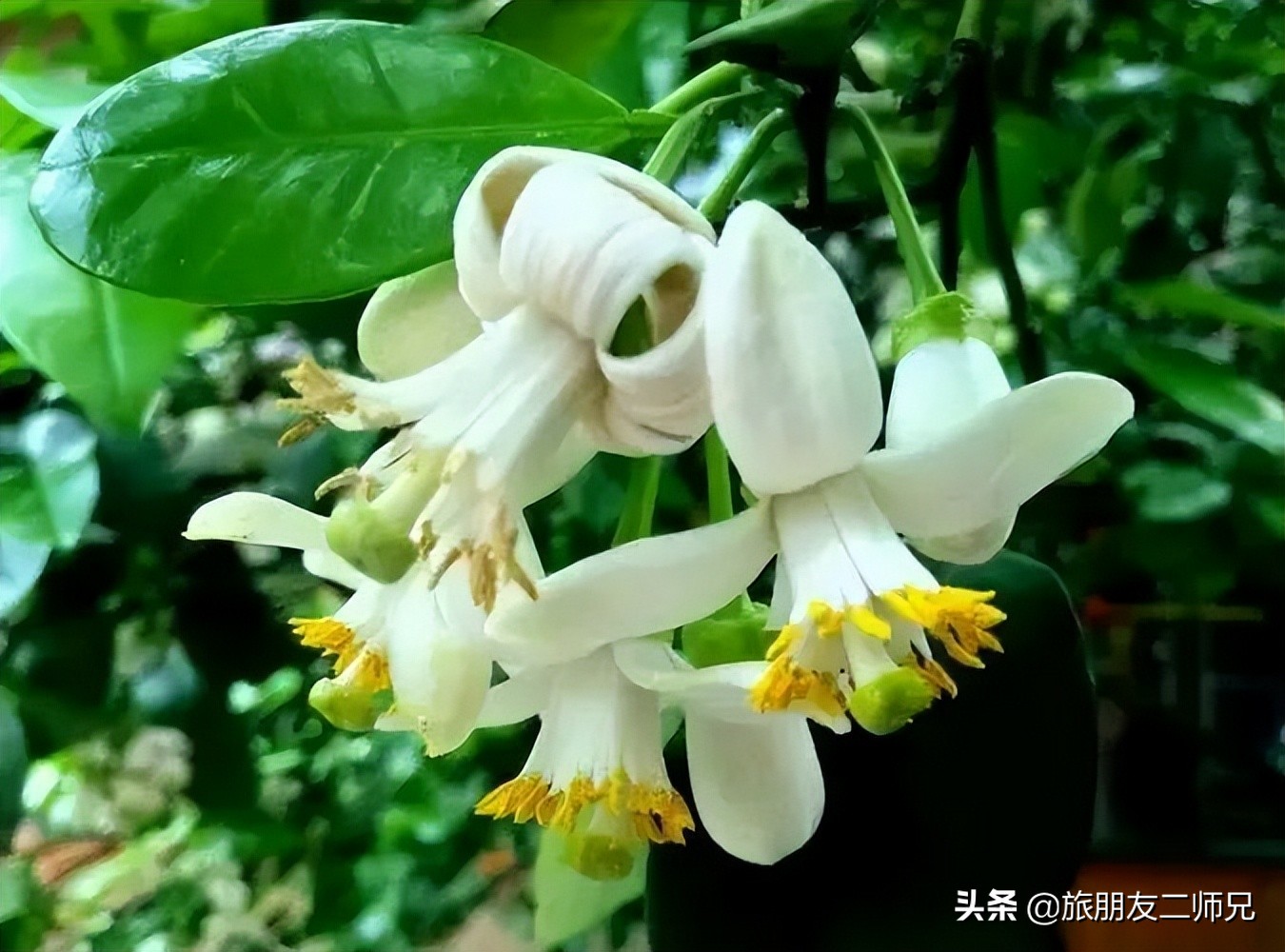 梅州4日3夜旅游路线攻略,春游去哪玩梅州樱花谷