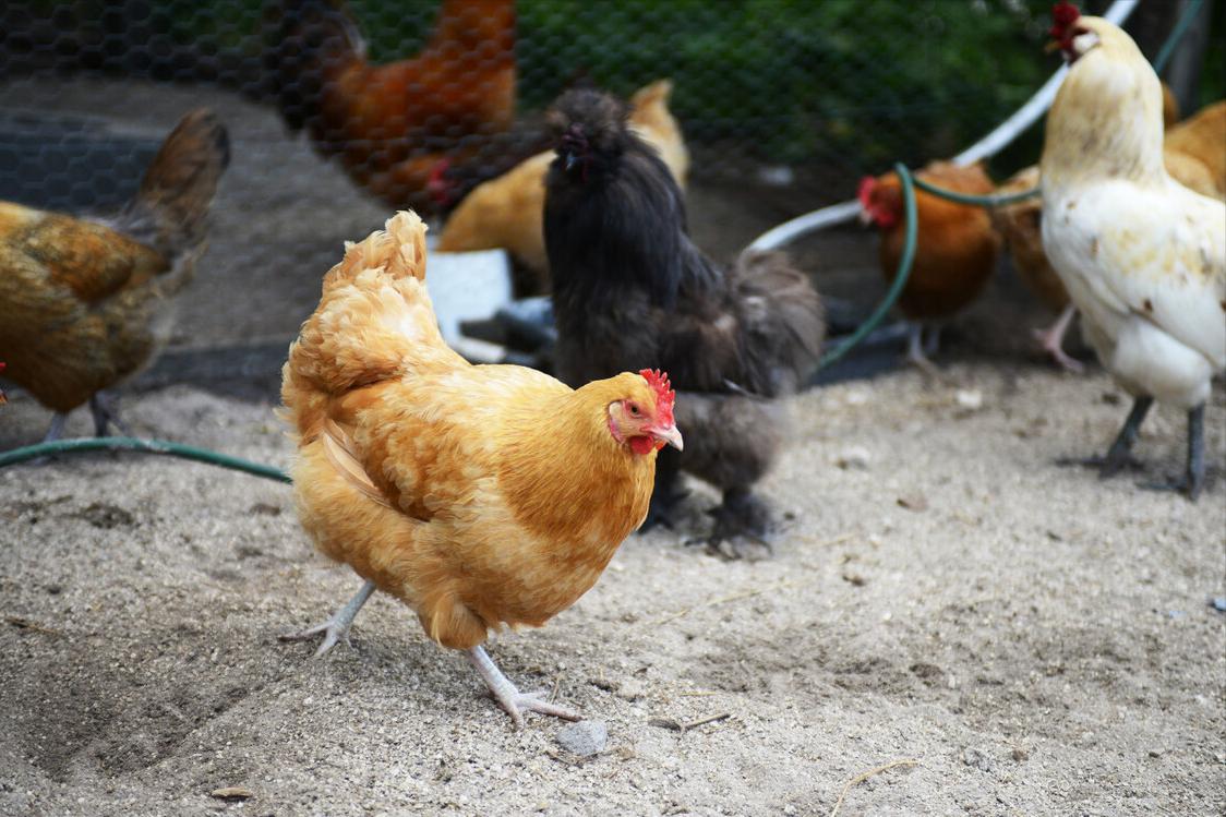 买鸡蛋是大的好还是小的好,鸡蛋买大的好还是小的好
