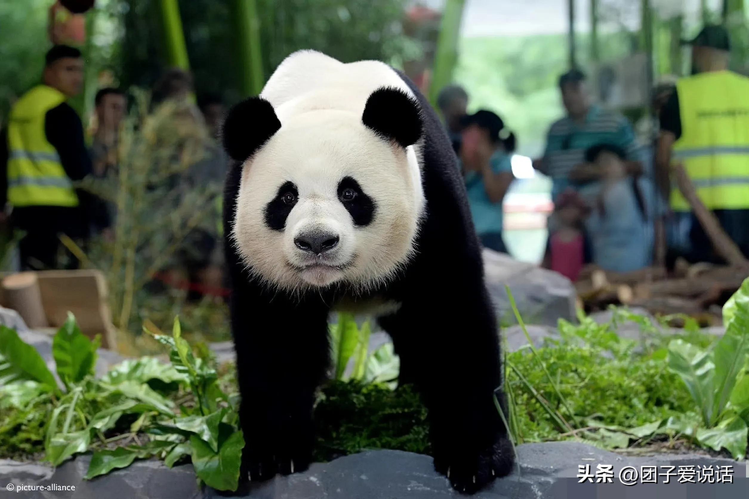 “外公熊”大熊猫“科比”的一生