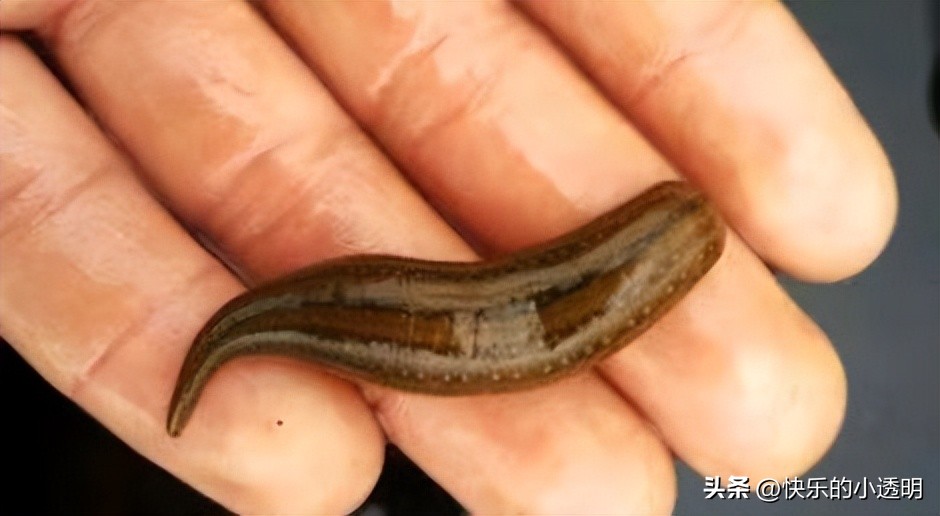 如果蚂蟥吃进肚子里能长期存活吗,蚂蟥食入体内能存活吗