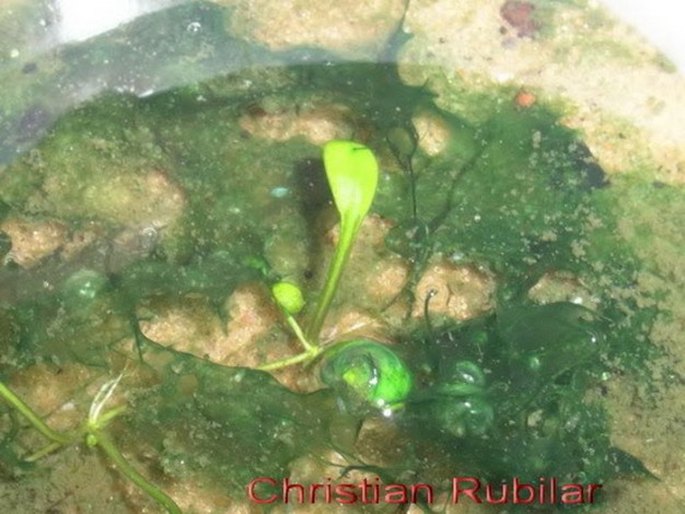 水族草缸爆绿丝藻怎么办,水草缸绿藻的养殖方法