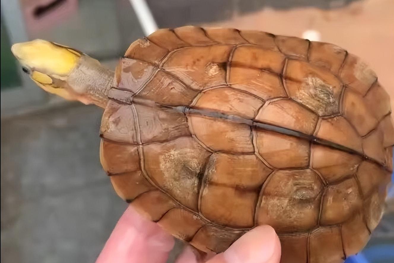 十大建议买的龟,新手入门龟推荐100元左右