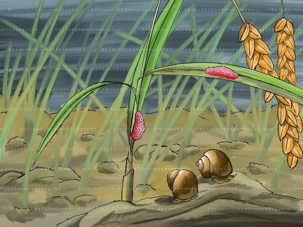 外来入侵水生动物福寿螺,外来水生生物入侵措施