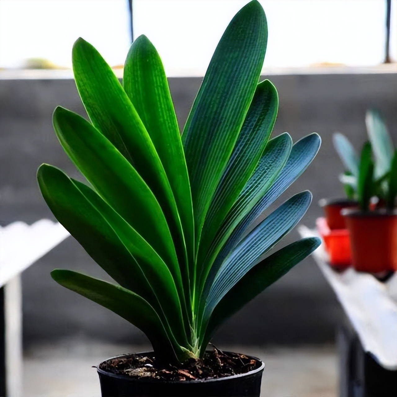 君子兰怎么摆放叶子不会长歪视频,君子兰在东阳台和南阳台正确摆放