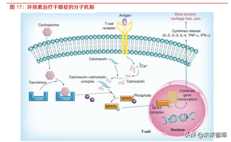2022眼科行业研究报告,眼科医疗行业板块分析