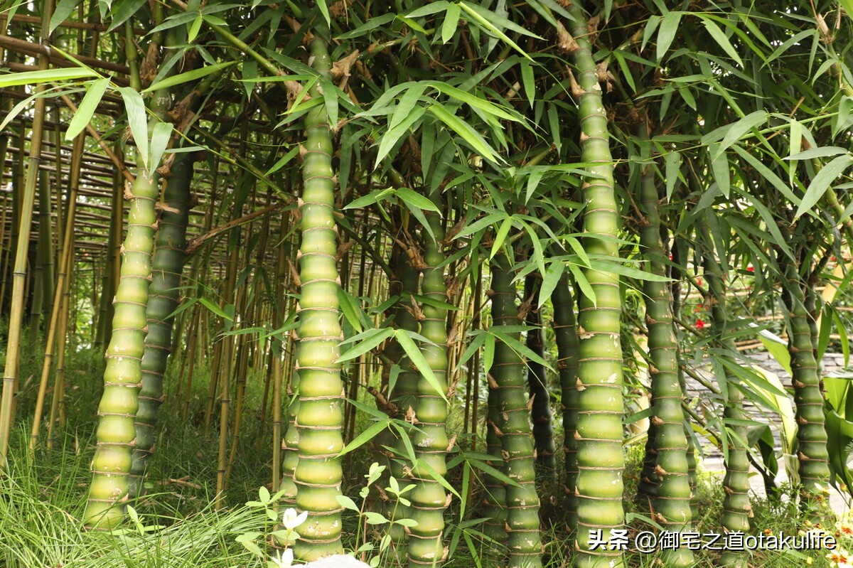 罗汉竹叶发黄怎么回事,庭院罗汉竹叶子发黄怎么办