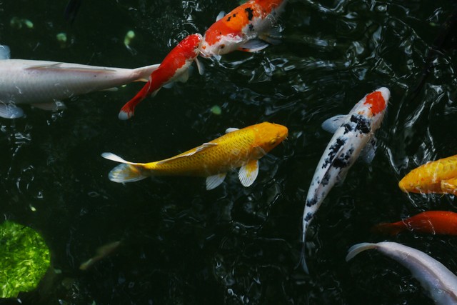 锦鲤鱼池放盐的正确方法,锦鲤鱼缸需要放盐吗