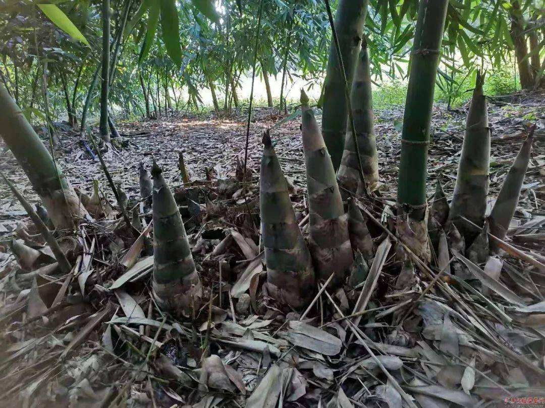 丽水1竹子钻电线杆，贯穿9m，流言终结者测试过，能穿透假人身体