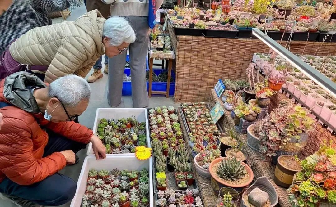 520送花|西安市内9大宝藏花市,分分钟省下上百块