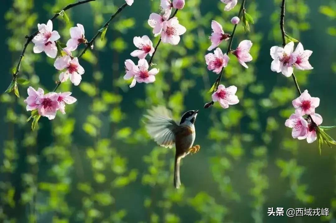 春雪送瘟去绿染景泰川