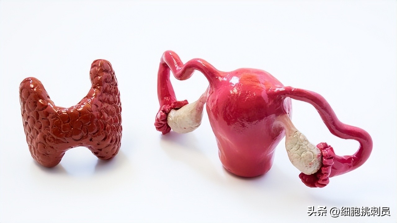 多囊卵巢综合症pcos诊断标准,多囊卵巢综合征pcos的近期治疗