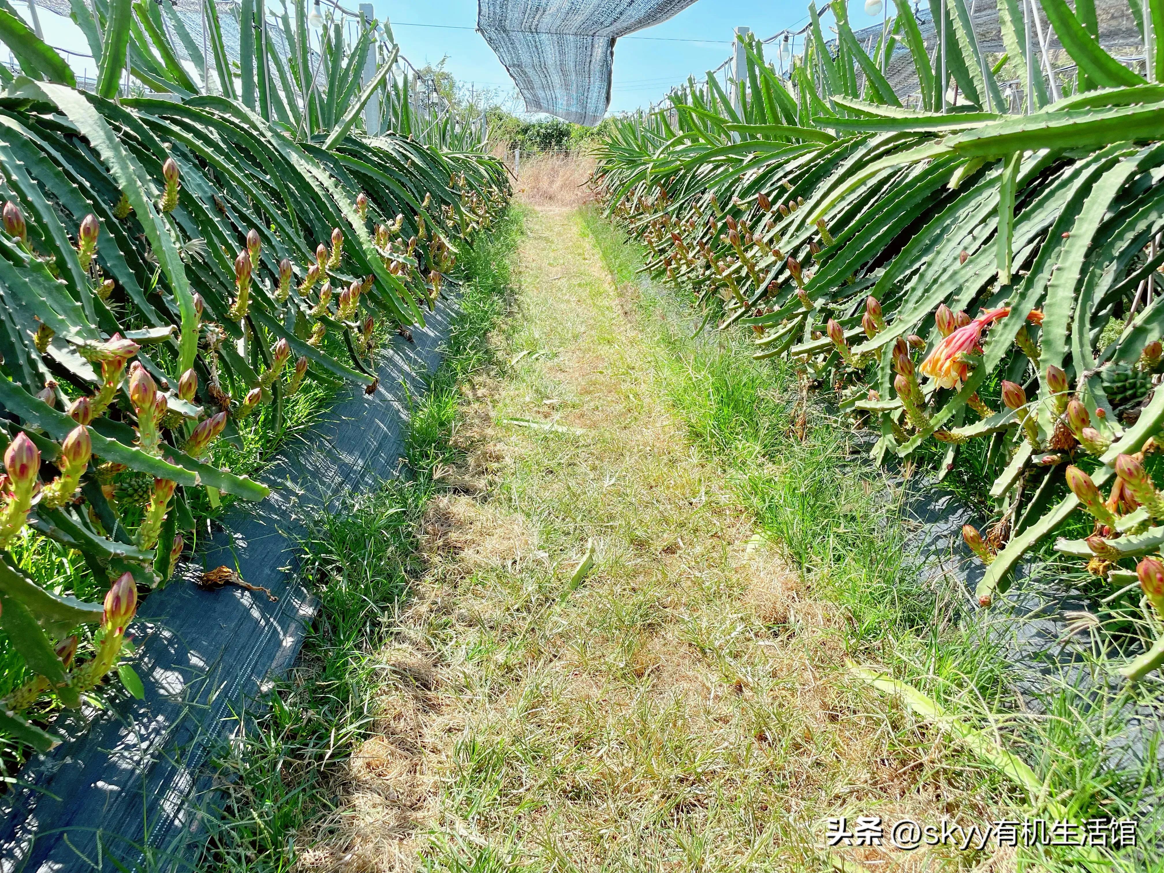 海南燕窝果基地一件代发,海南燕窝果基地批发