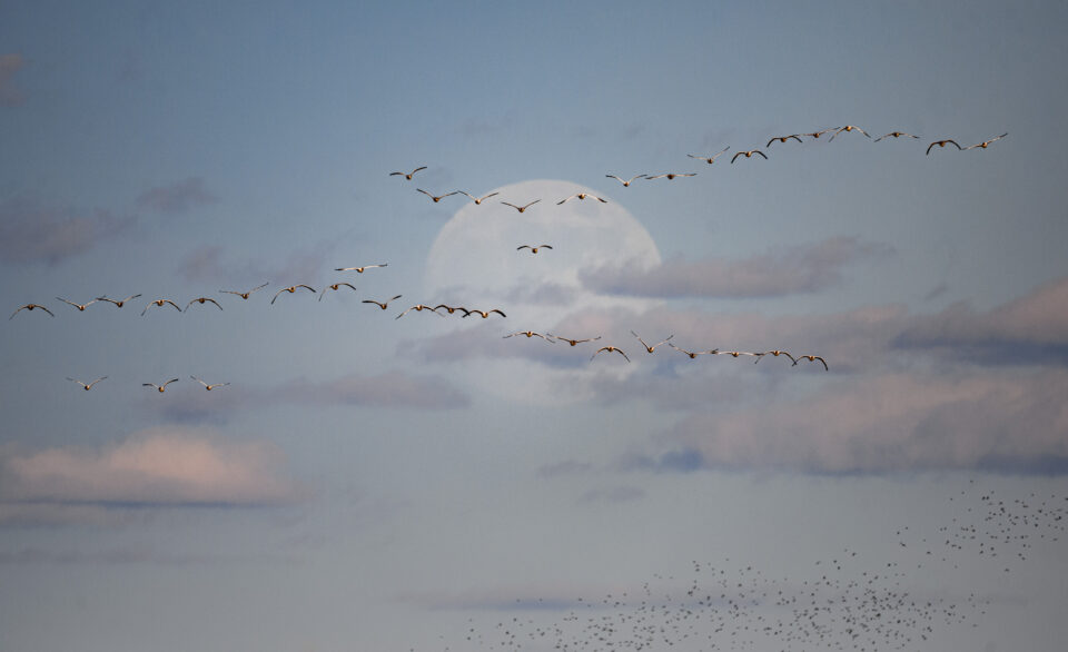 尼康Z800mmf/6.3VRS镜头深度评测