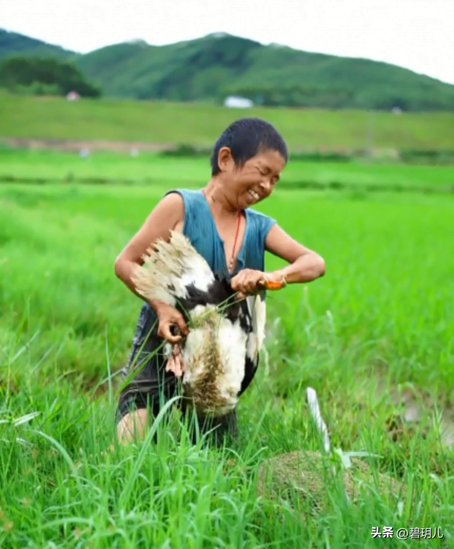 康仔农人和老小孩的最新视频,康仔和老小孩的抖音视频人间城