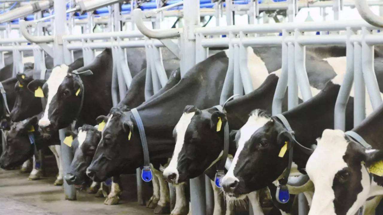 中国奶粉天价,奶粉成本那么低为什么卖那么贵