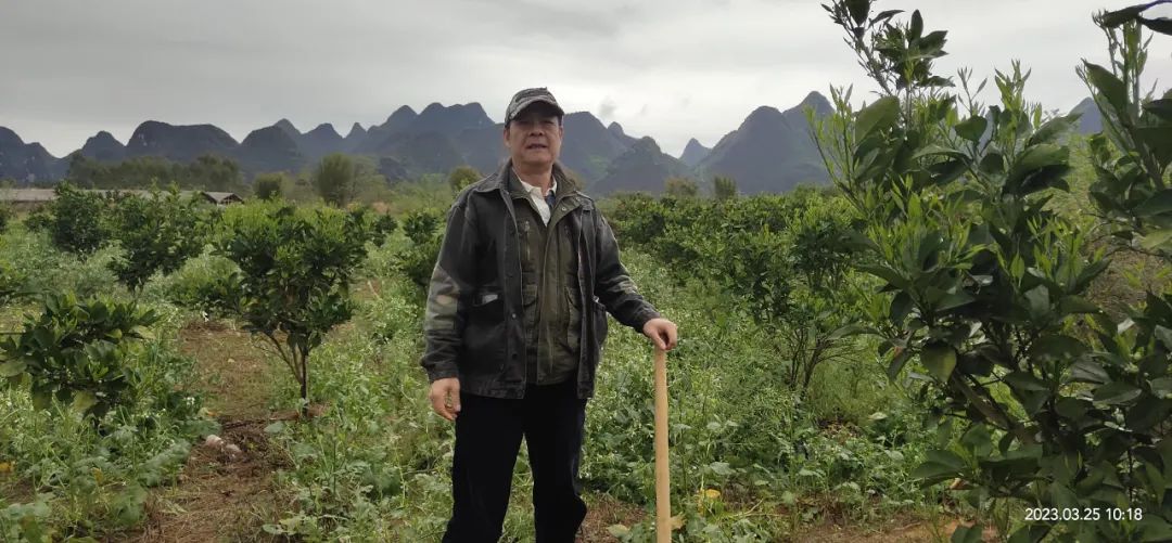 岩骨花香茶清远,岩骨花香武夷岩茶