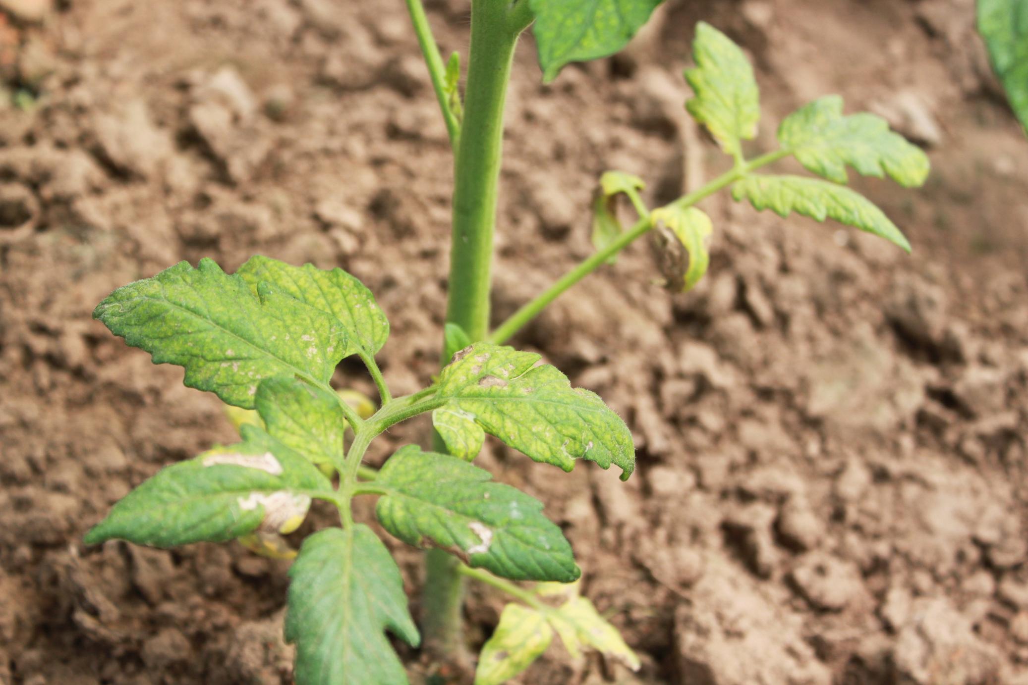 花卉施肥烧根怎么办,观赏植物肥料施多了烧根怎么办