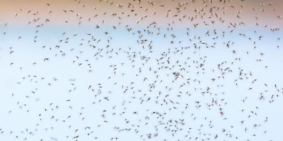 水蚯蚓多少块钱,捕蚯蚓违法吗