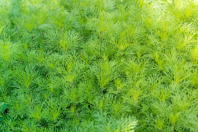 家长请老师去做美容怎样拒绝,母女做美容