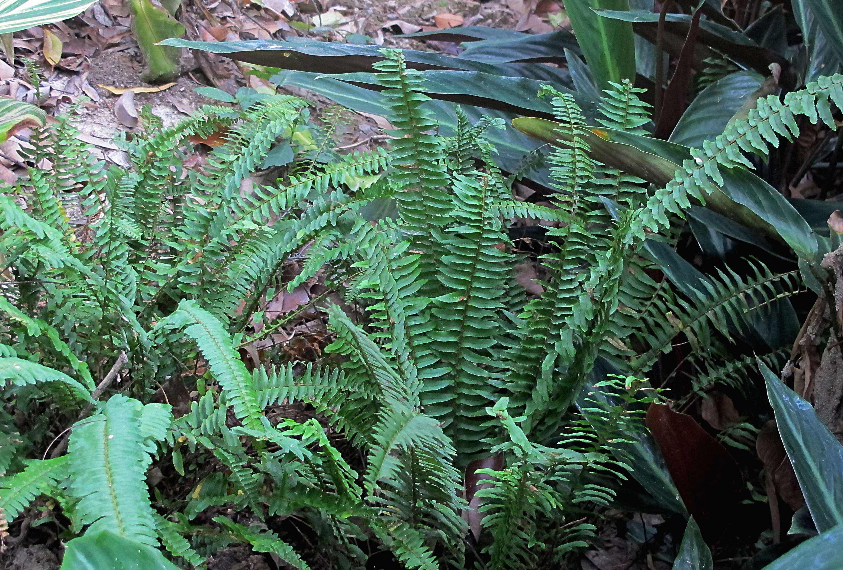 蜈蚣草危害,蜈蚣草对什么有危害