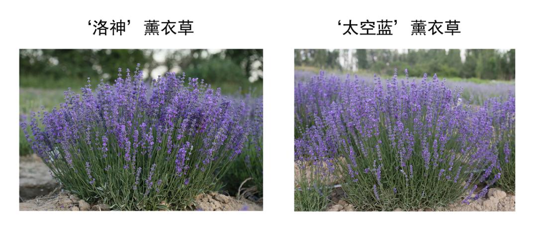 北京有顺利越夏的薰衣草了，它的“祖先”曾遨游太空18天