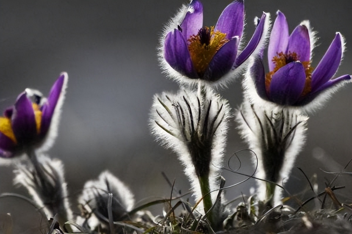 妖怪名单500集,妖怪名单第51集完整版