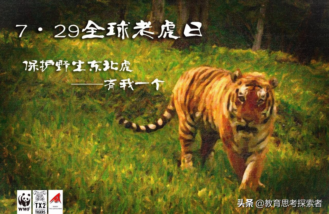 虎年给孩子的话,虎年寒假课程