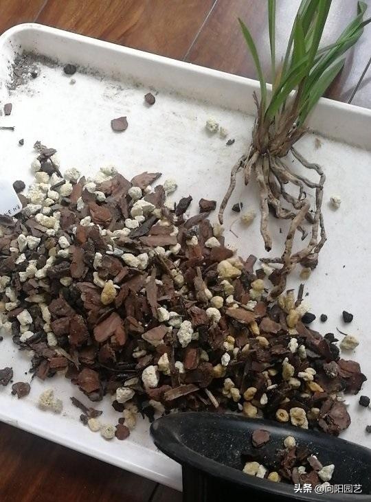 兰花淋雨好吗,兰花淋雨施什么药