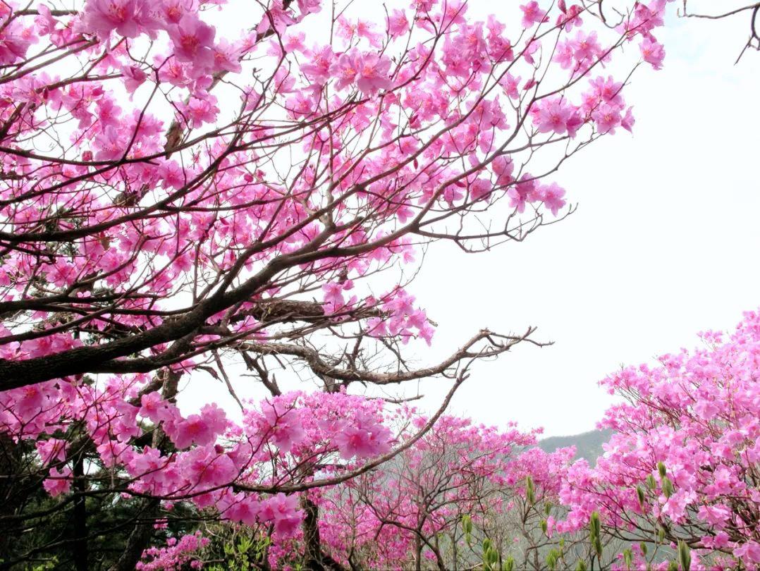 四明山华顶杜鹃,浙东华顶杜鹃群落