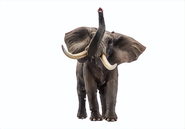 近距离接触大象了解大象,爱大象的原因