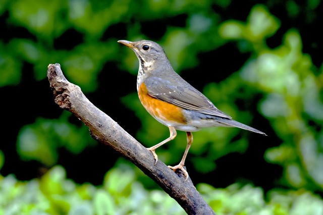 画眉鸟百啭千声,百啭千啼