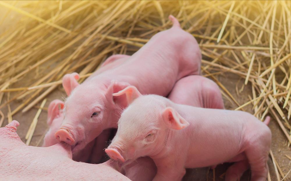 引人不适的蟑螂,让人细思极恐的蟑螂