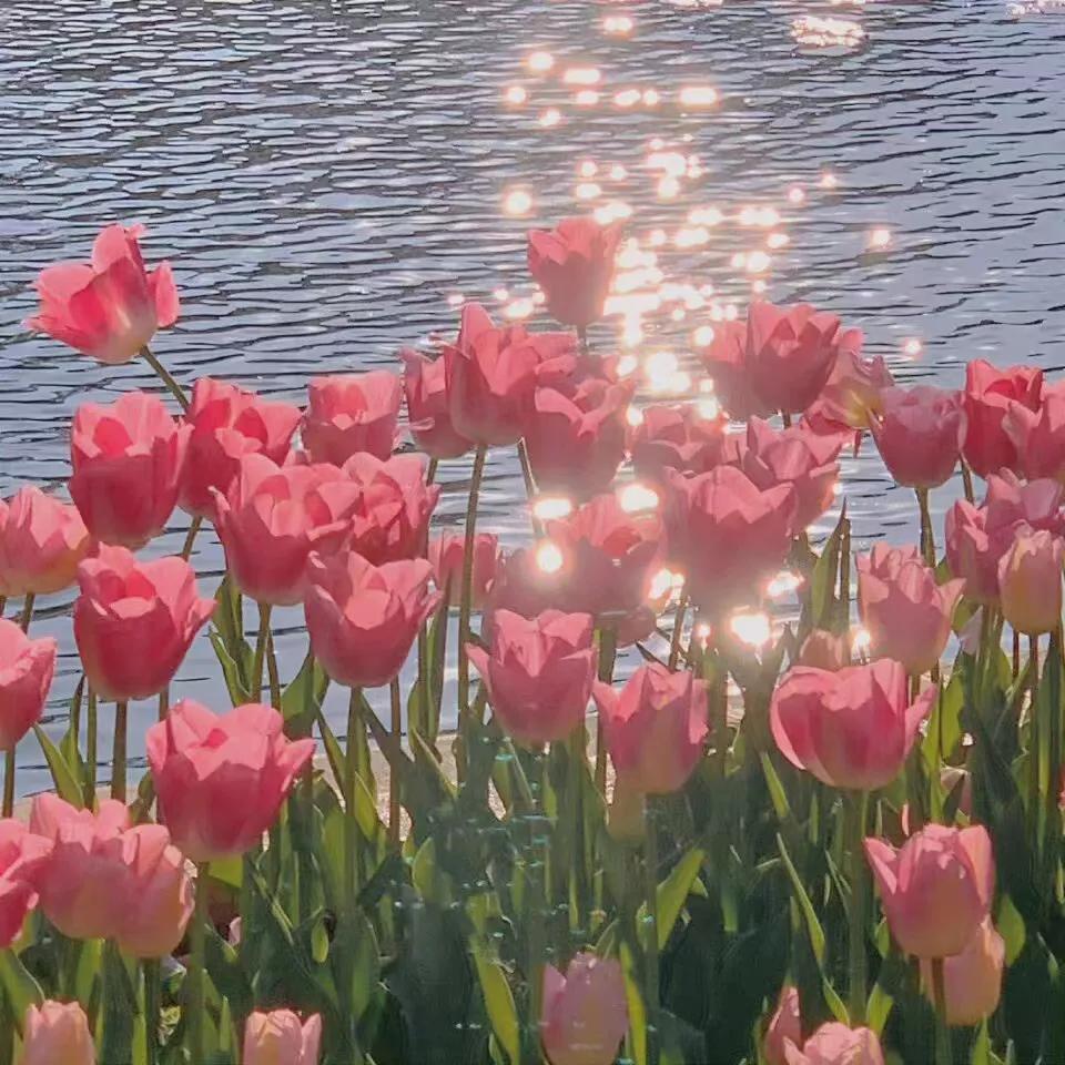 黑色背景郁金香高清图片,粉色郁金香背景视频