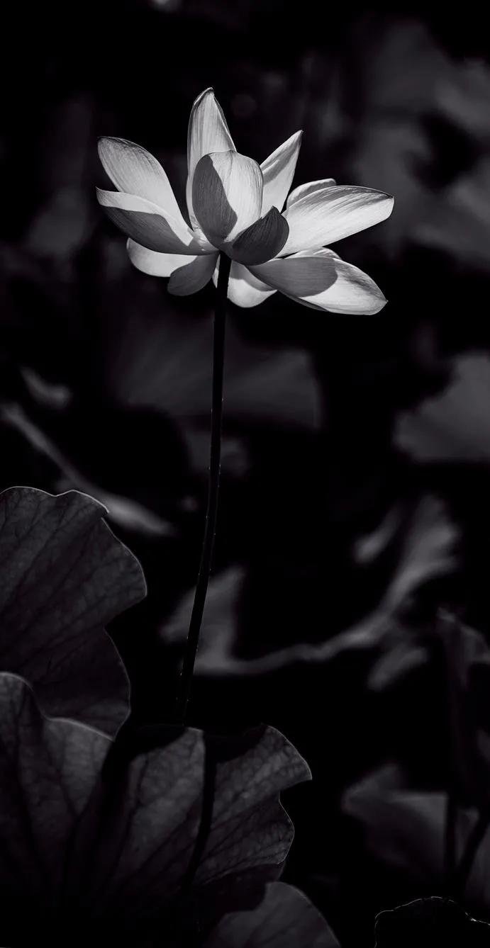 花朵黑白手绘图,黑白图片花朵