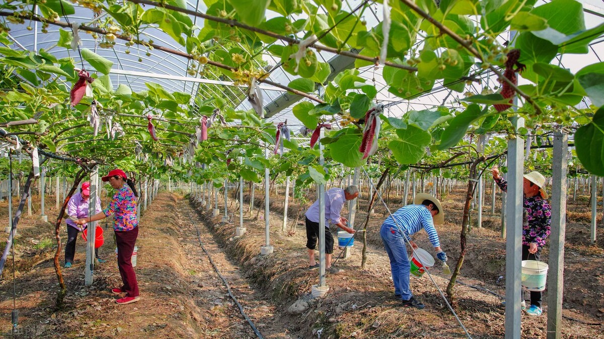 怎么辨认猕猴桃结不结果,猕猴桃几年结果怎么分别公母