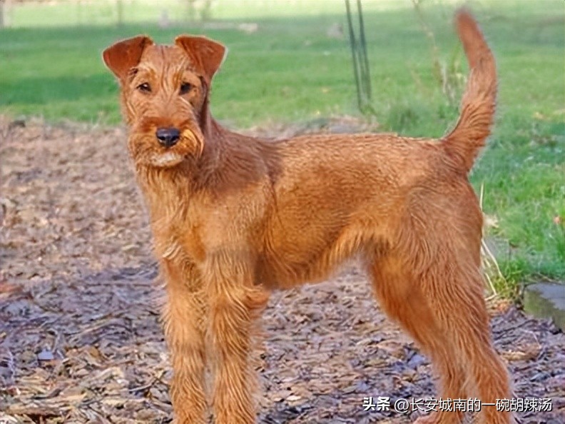 世界名犬大赛全程视频,世界名犬下司犬排名