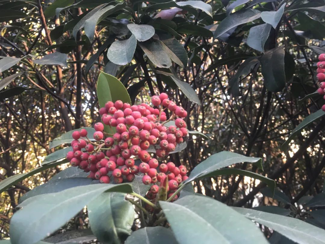 石楠花为什么种那么多,石楠花那么臭为什么还大面积种植