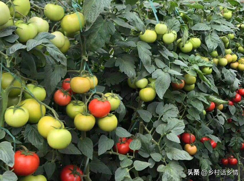 种菜喷醋的正确方法,种菜用醋怎么用