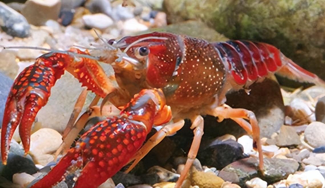 夏天小龙虾到底能不能吃,小龙虾烧烤的危害