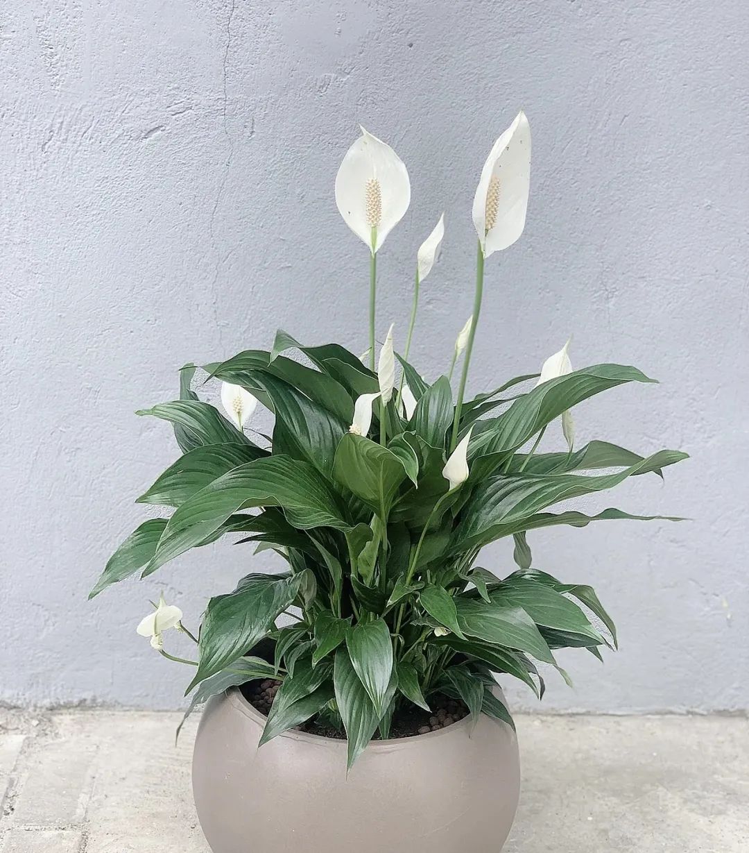 养花公认最美4种花满屋飘香,什么花可以给家里带来阳气好运