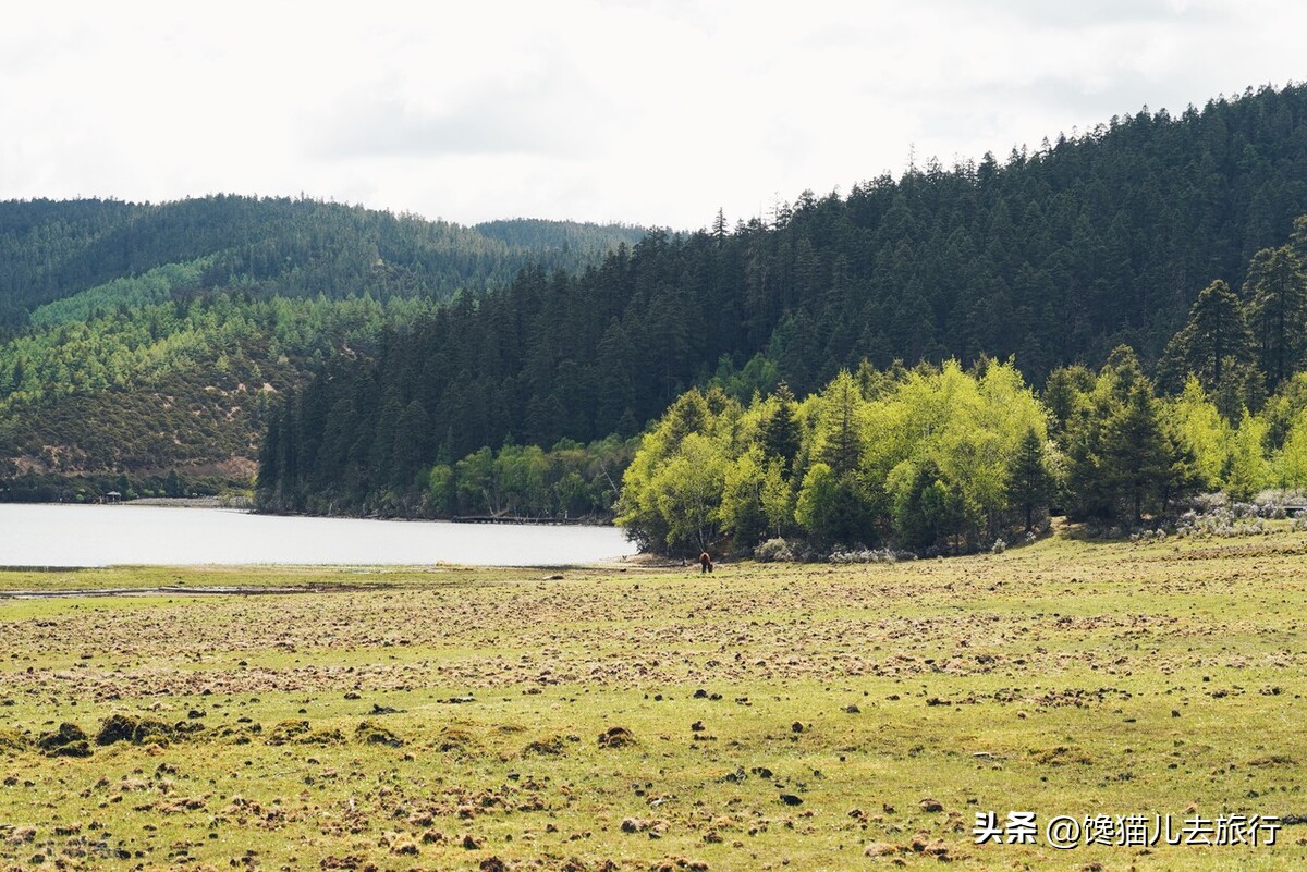 去了云南丽江却没有去香格里拉?香格里拉的景色独步国内而且多样