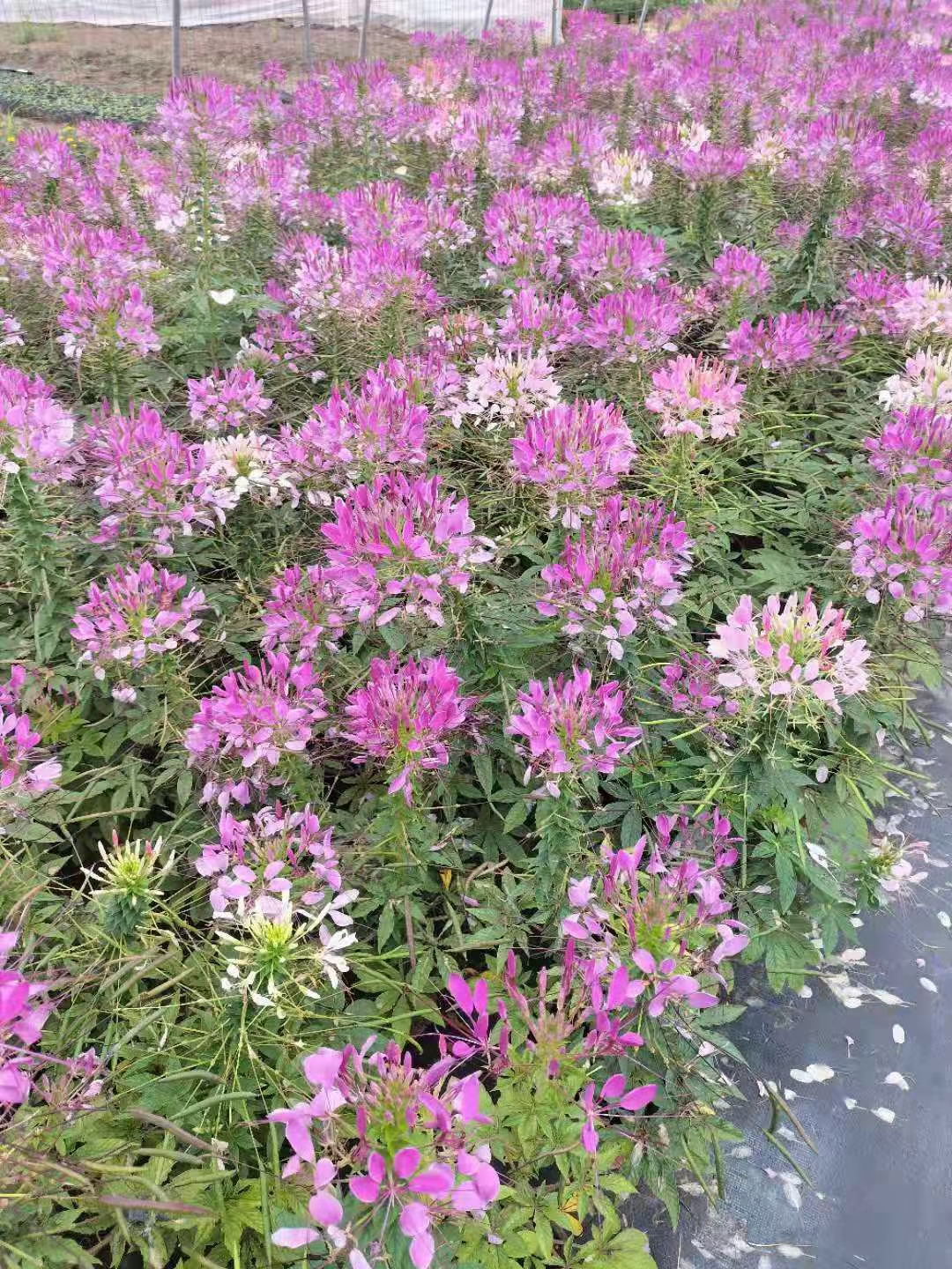 醉蝶花为什么只在晚上开花,醉蝶花什么时候开花