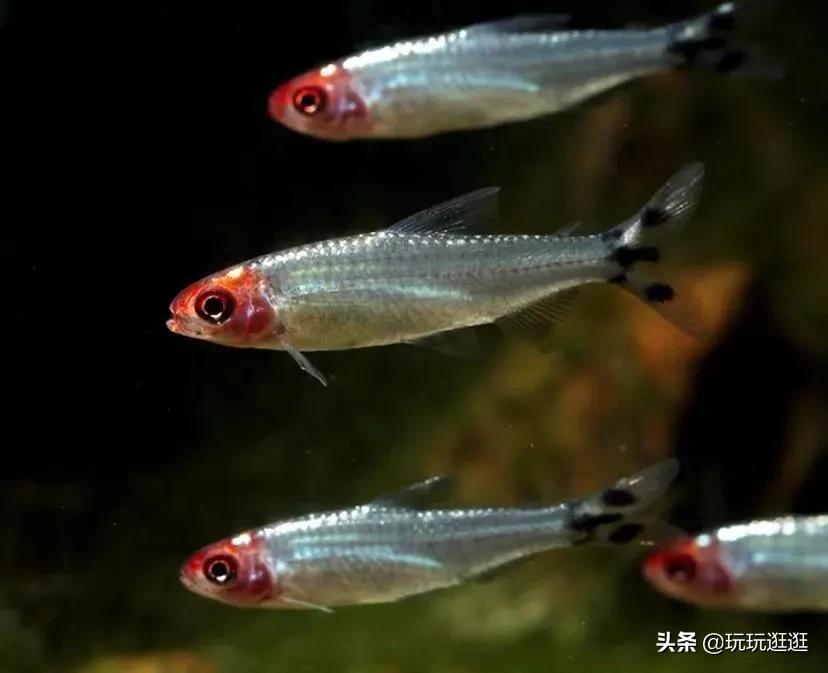 什么鱼观赏鱼不吃水草,什么鱼不会啃食绿苔