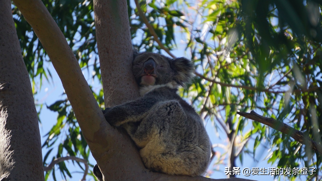 一路向北全程1980公里,西澳自驾游最佳路线图