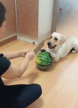 金毛和拉布拉多属于禁养犬吗,养拉布拉多犬新手要注意什么