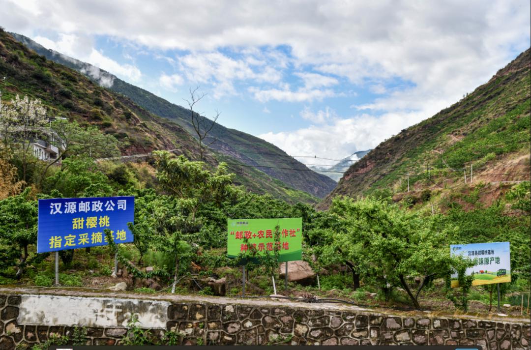 “山里红”樱桃甜又甜——“新农人”任素茂奋斗创业背后的邮政故事