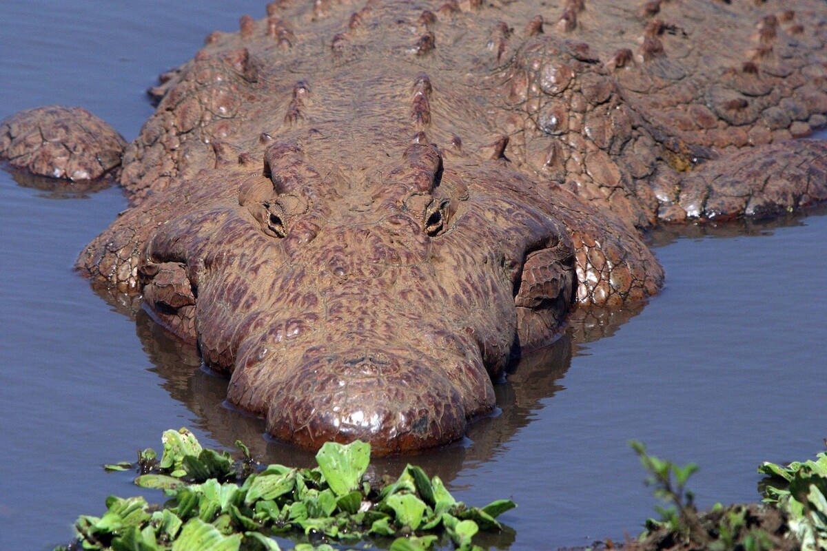 非洲公象在河边喝水，愣头青鳄鱼趁机一口咬住象鼻，大象痛苦吼叫